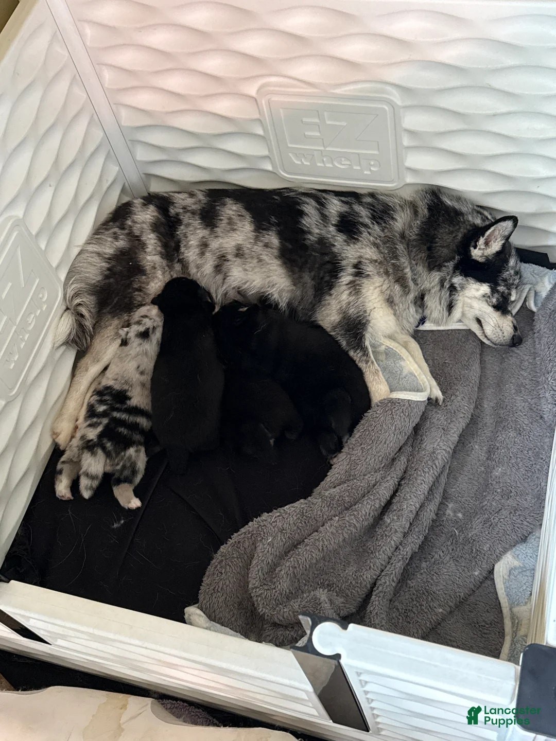 Mixed Breed dogs for sale: Brady - Merle Boy  - Ad 9