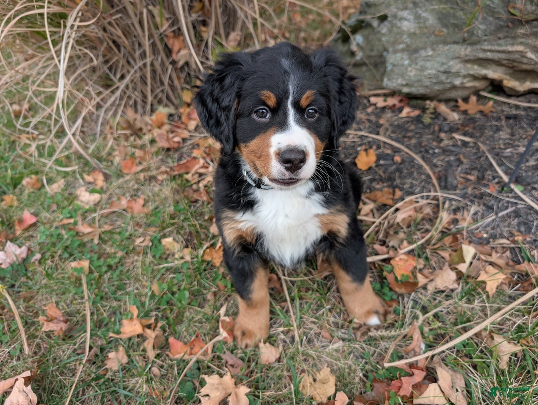 Bernese Mountain Dog Puppies for sale in Kentucky Lancaster Puppies