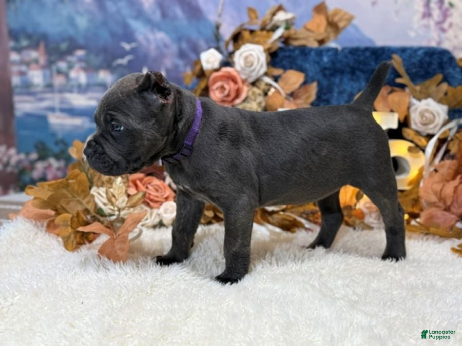 Cane Corso dogs Presley - Ad 2