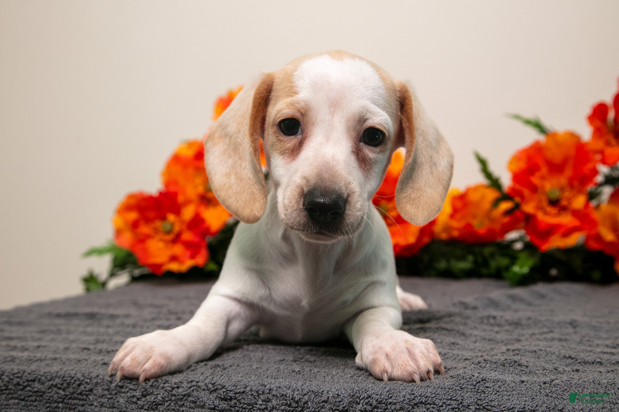 Miniature Dachshund dogs Petunia - Ad 1