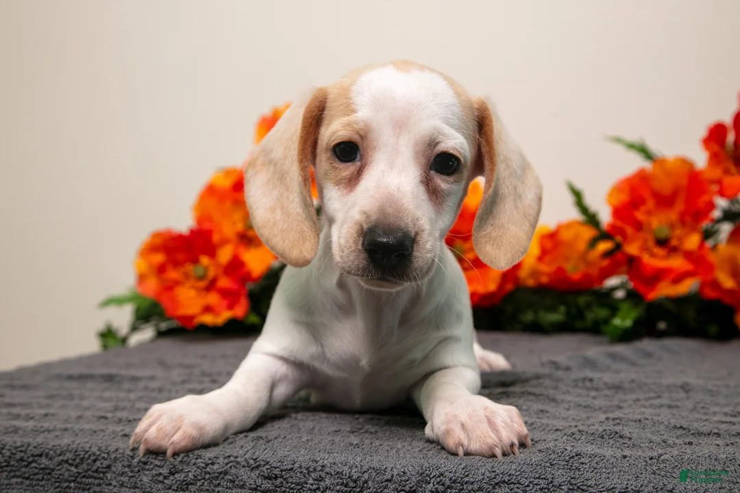 Miniature Dachshund dogs for sale: Petunia - Ad 1