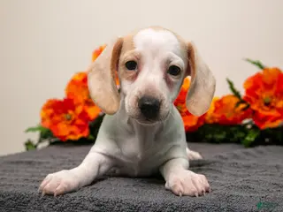 Miniature Dachshund dogs for sale: Petunia - Ad 2