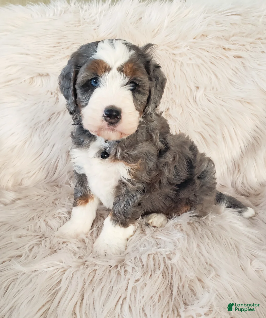 Mini Bernedoodle dogs for sale: Koda - Ad 6