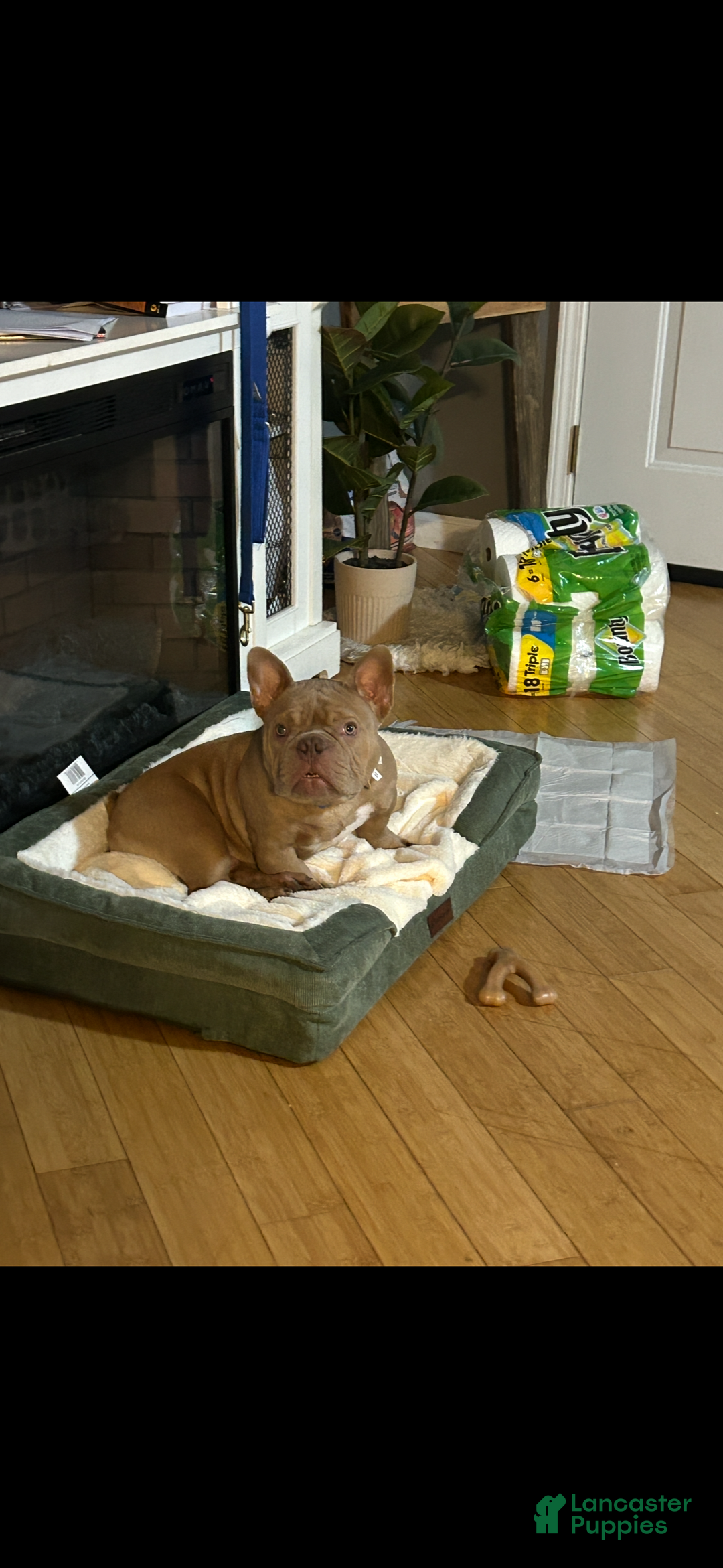 American Bully dogs for sale: American Bully Puppy 1 - Ad 6