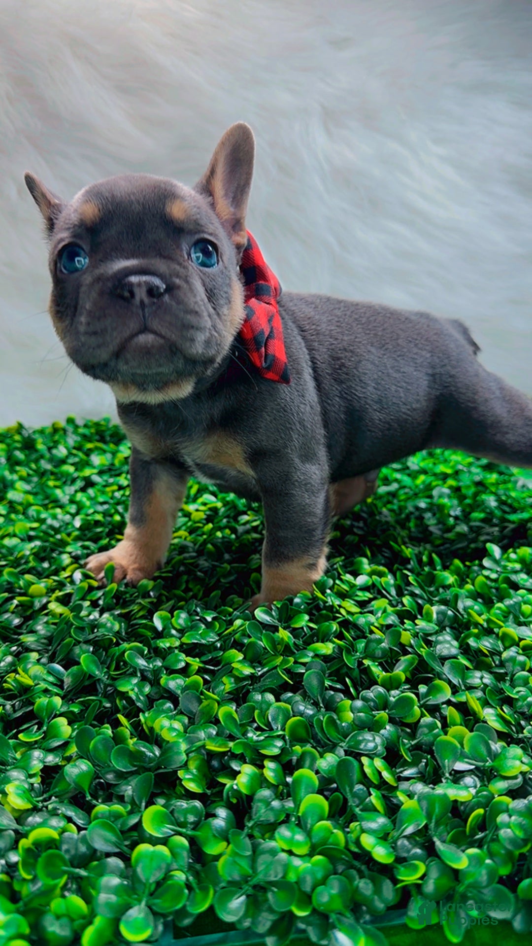French Bulldog dogs for sale: TYSON - Ad 4