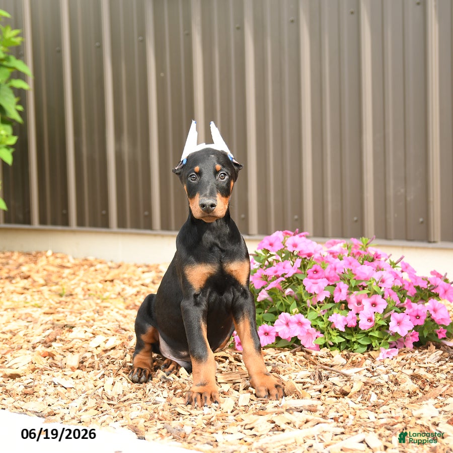 Doberman Pinscher dogs Denver - Ad 1