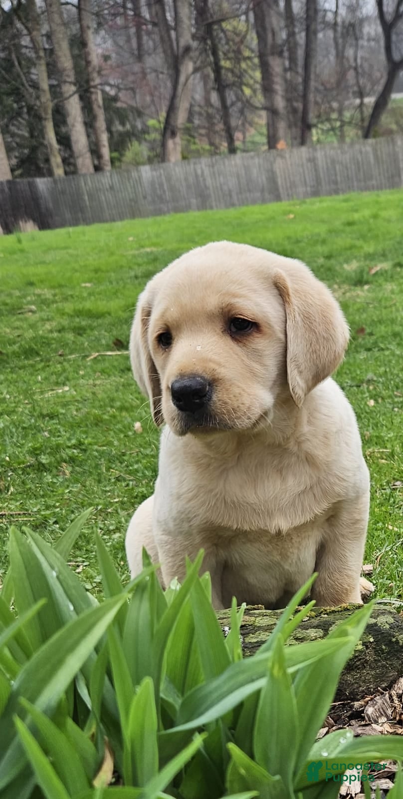 Labrador Retriever dogs Tanner  - Ad 1