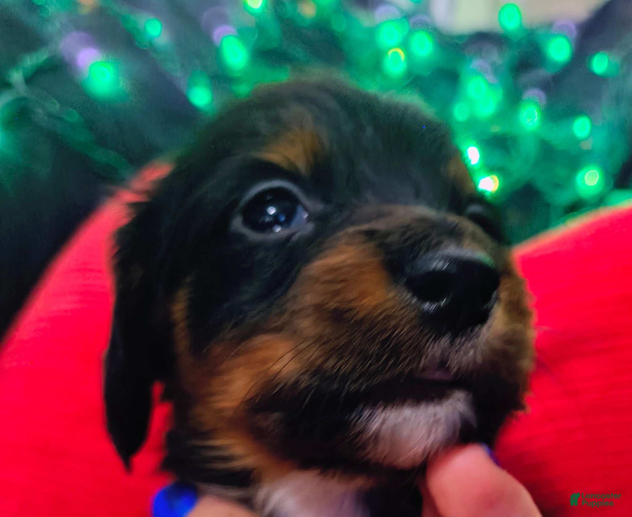 Miniature Dachshund dogs Miniature Dachshund 3 - Ad 2
