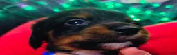Miniature Dachshund dogs for sale: Miniature Dachshund 3 - Ad 2