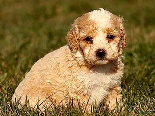 Mini Bernedoodle dogs Hans - Ad 33