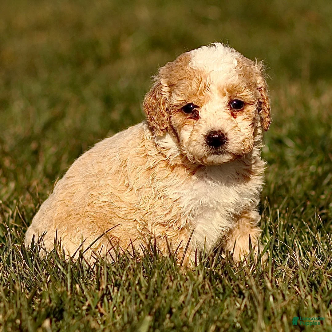 Mini Bernedoodle dogs for sale: Hans - Ad 2