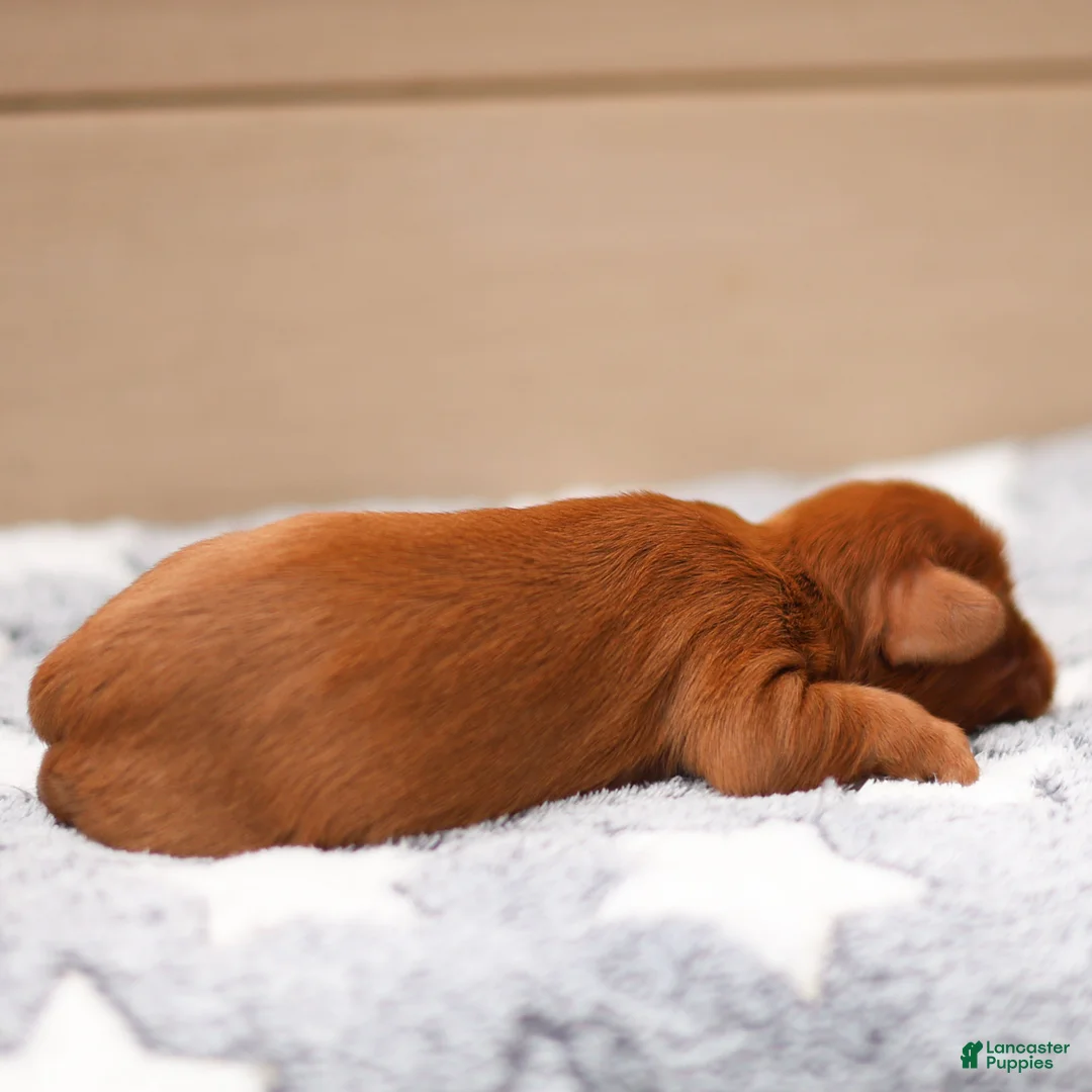 Cavalier King Charles Spaniel dogs for sale: Finn Cavalier King Charles Spaniel  - Ad 2