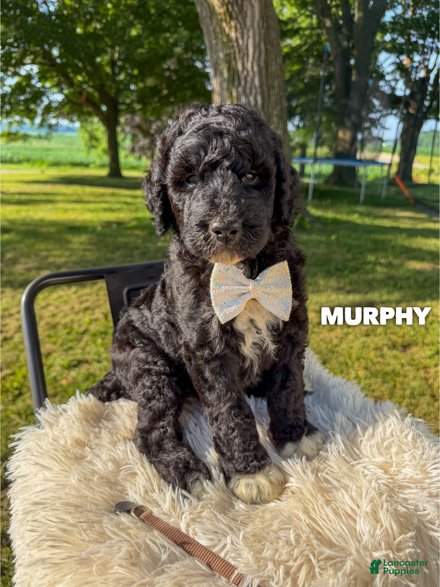 Goldendoodle dogs Murphy - F1b - Ad 1