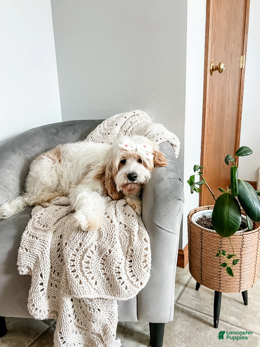 Cavapoo dogs for sale: Rye - Ad 11