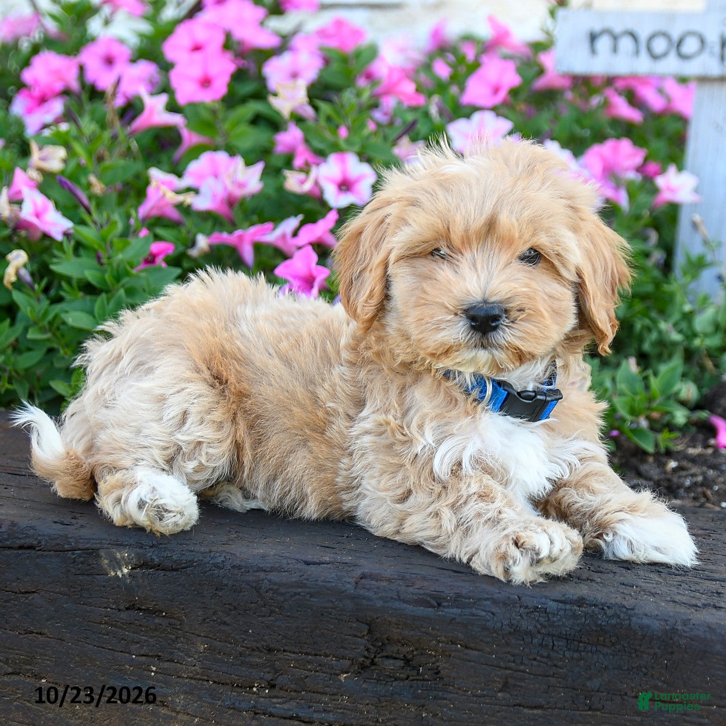 Maltipoo dogs for sale: Peter - Ad 1