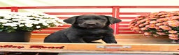 Labrador Retriever dogs for sale: Tammy - Ad 2