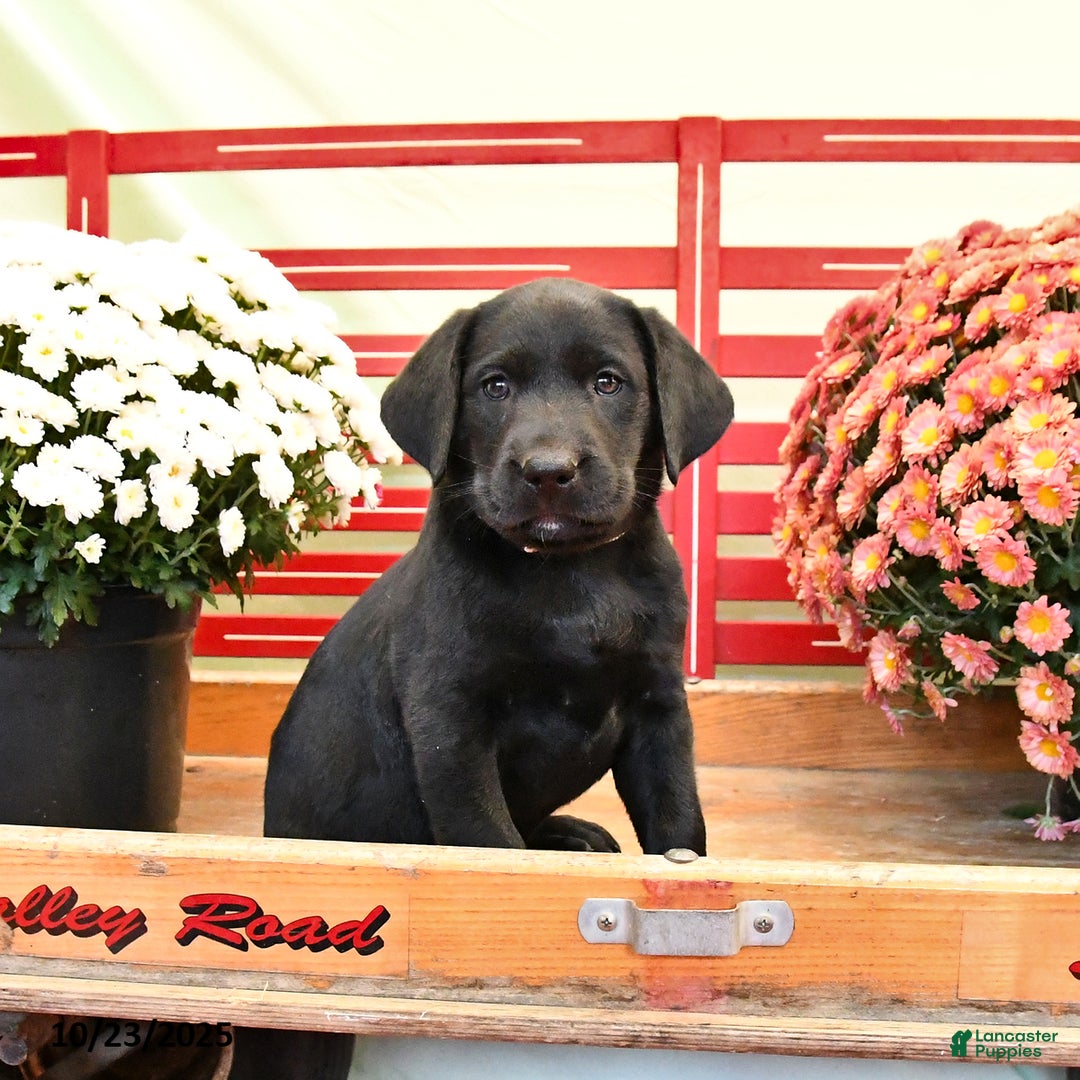 Labrador Retriever dogs for sale: Tammy - Ad 2