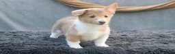 Welsh Corgi Pembroke dogs for sale: Misty - Ad 6