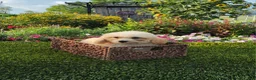 Havapoo dogs for sale: Aurora - Ad 11