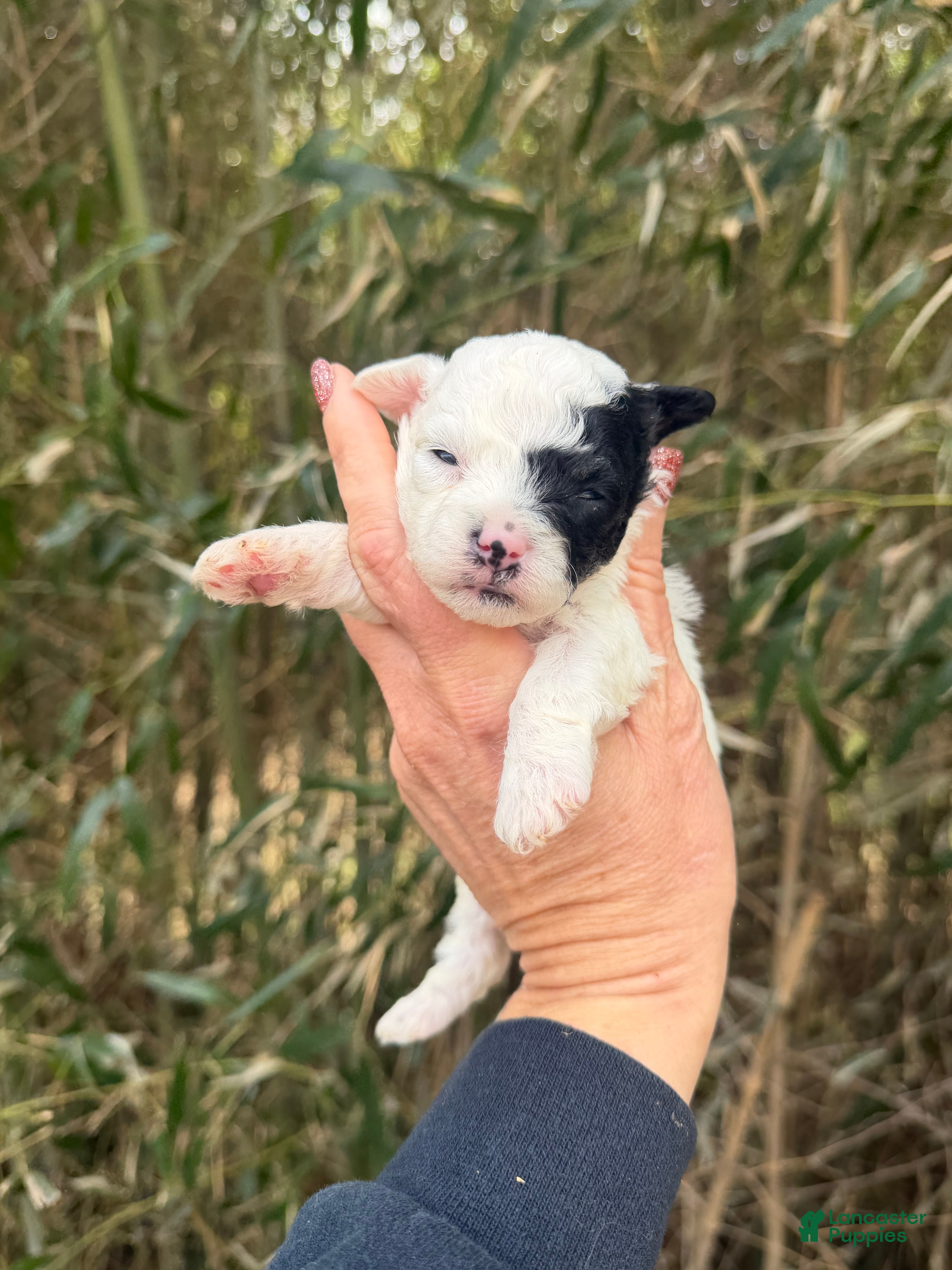 Bichpoo dogs Bichpoo Puppy 2 - Ad 41