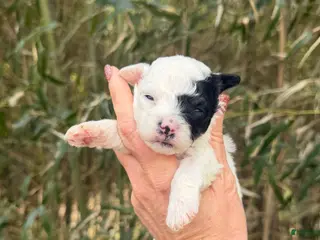 Bichpoo dogs Bichpoo Puppy 2 - Ad 41