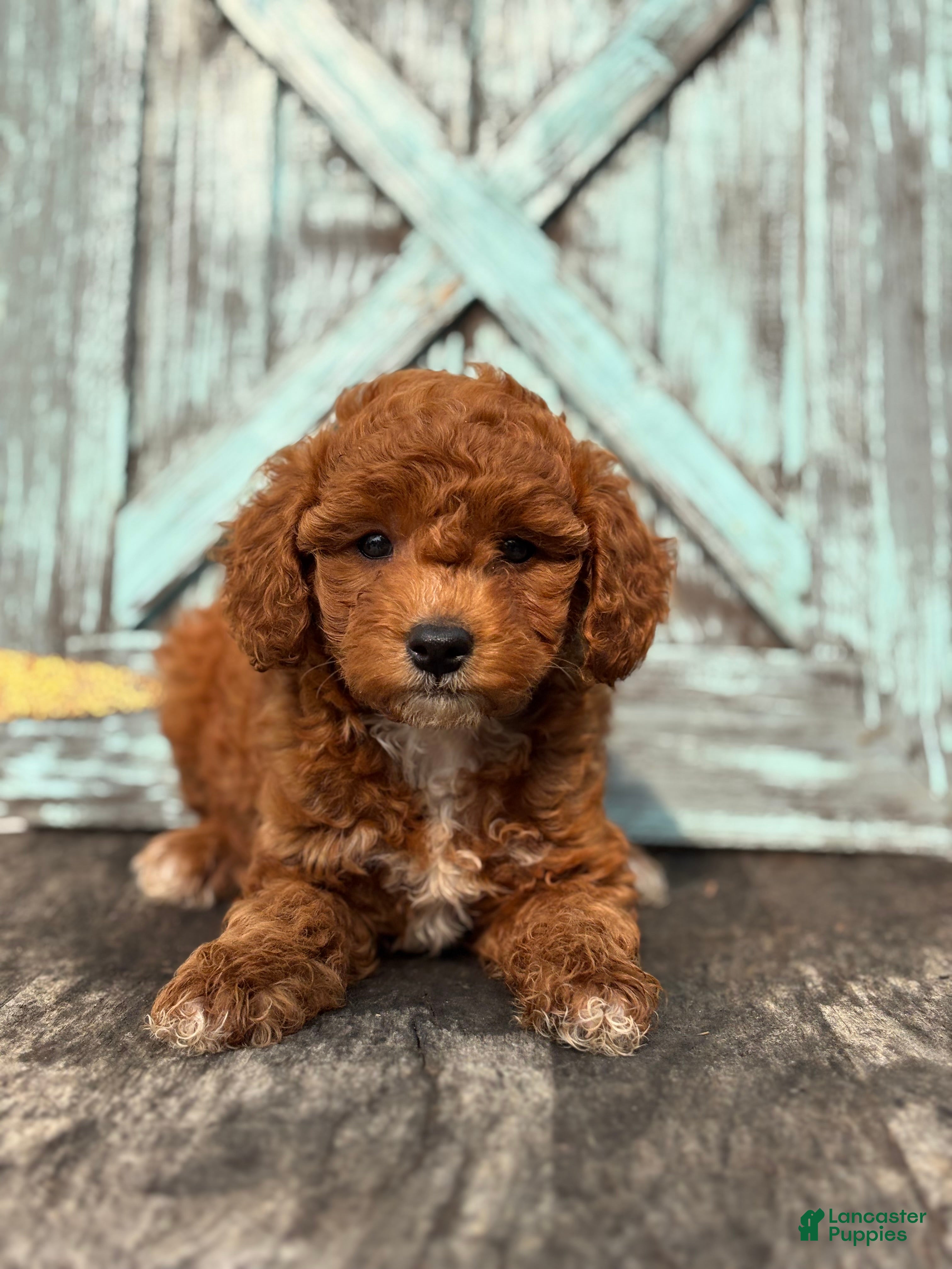 Mini Goldendoodle dogs Flora - Ad 2
