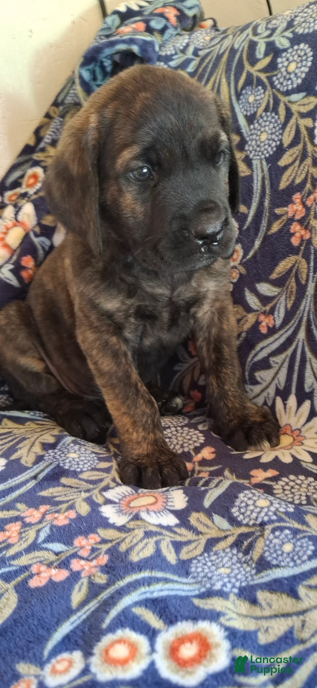 English Mastiff dogs for sale: Willow, Brindle English Mastiff Puppy - Ad 11