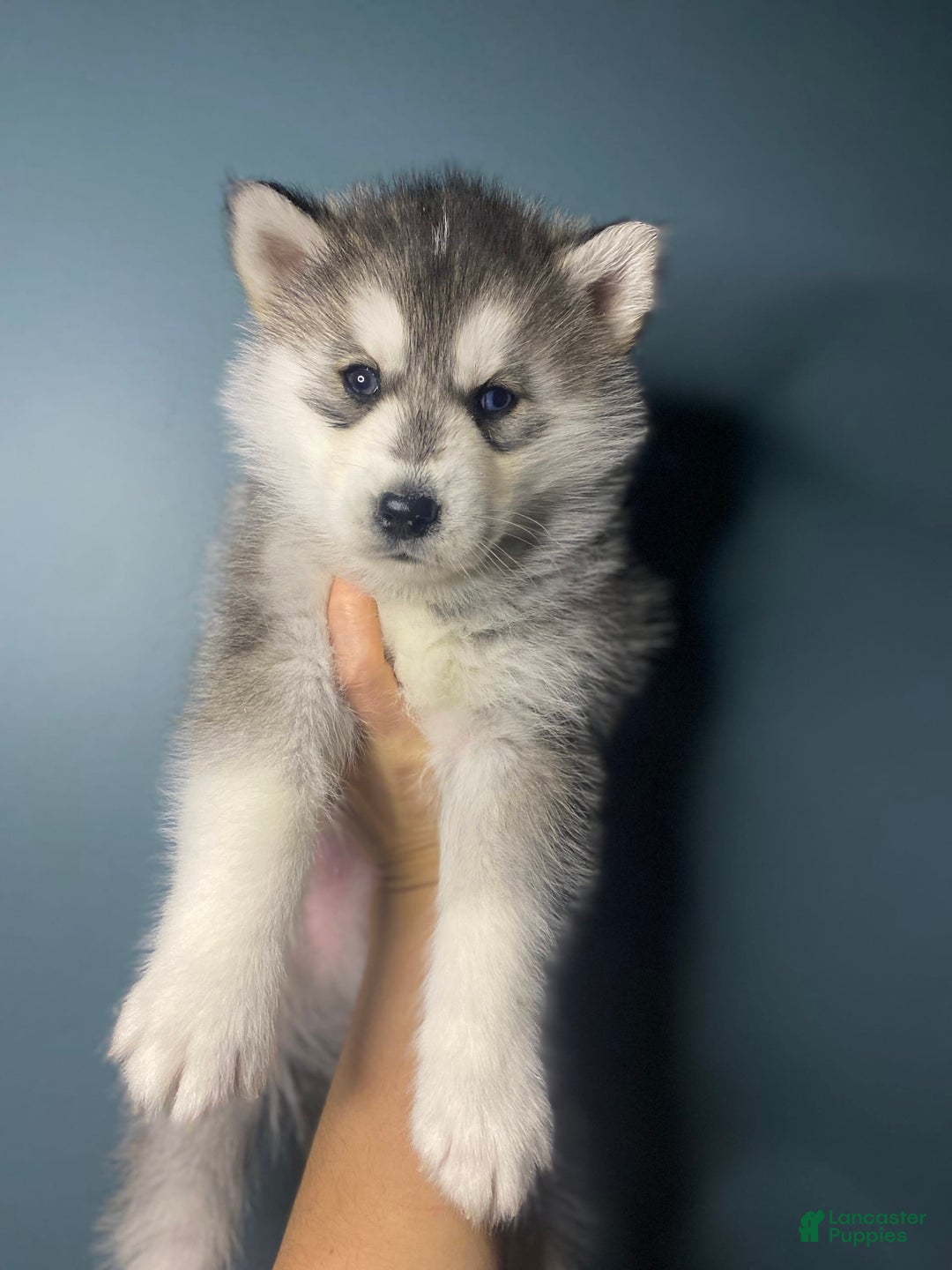 Gallery Image {{count}}