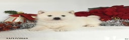 Shiba Inu dogs for sale: Roxy - Ad 4