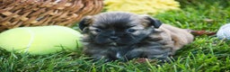 Shih Tzu dogs for sale: Herb - Ad 5