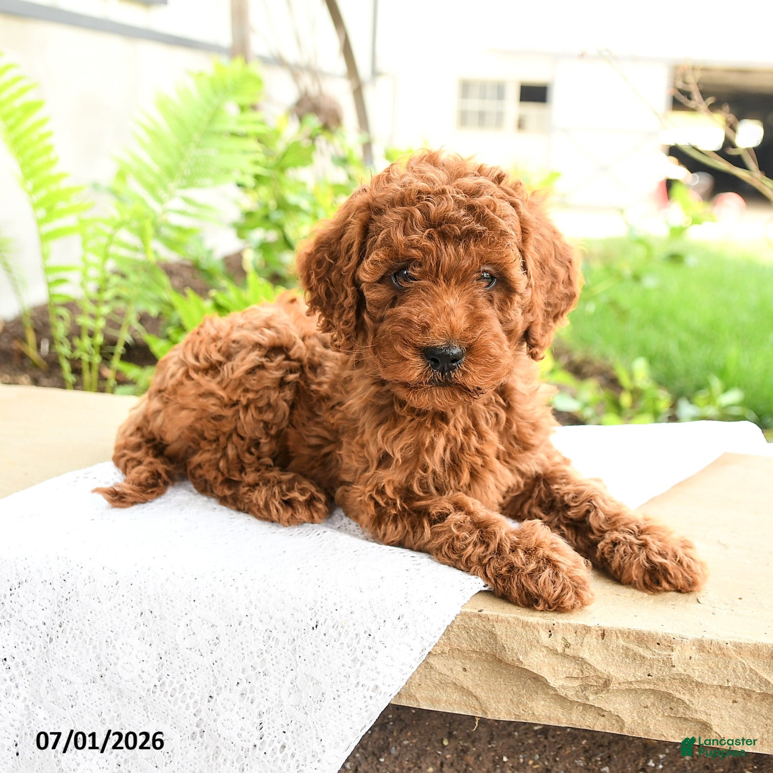 Miniature Poodle dogs Friendly - Ad 1