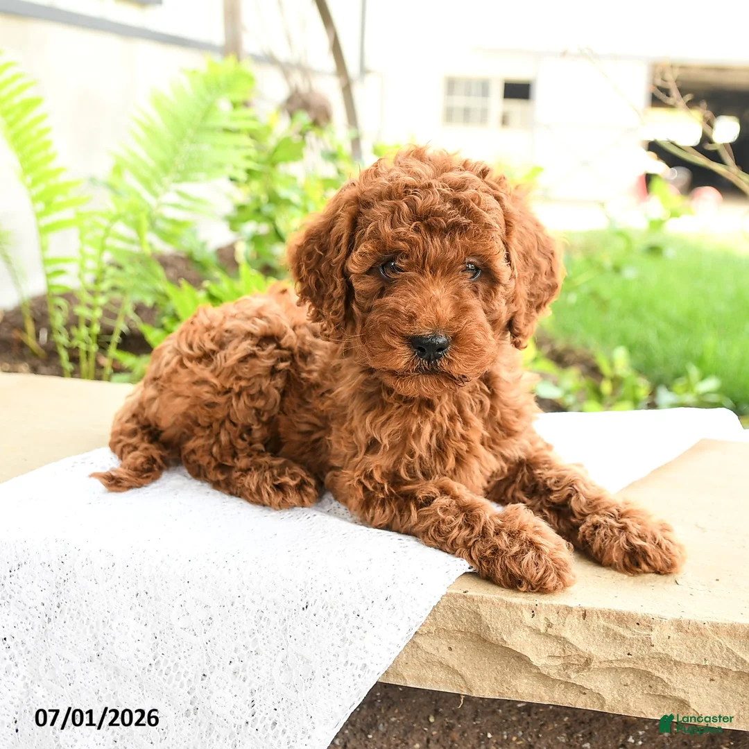 Miniature Poodle dogs for sale: Friendly - Ad 1
