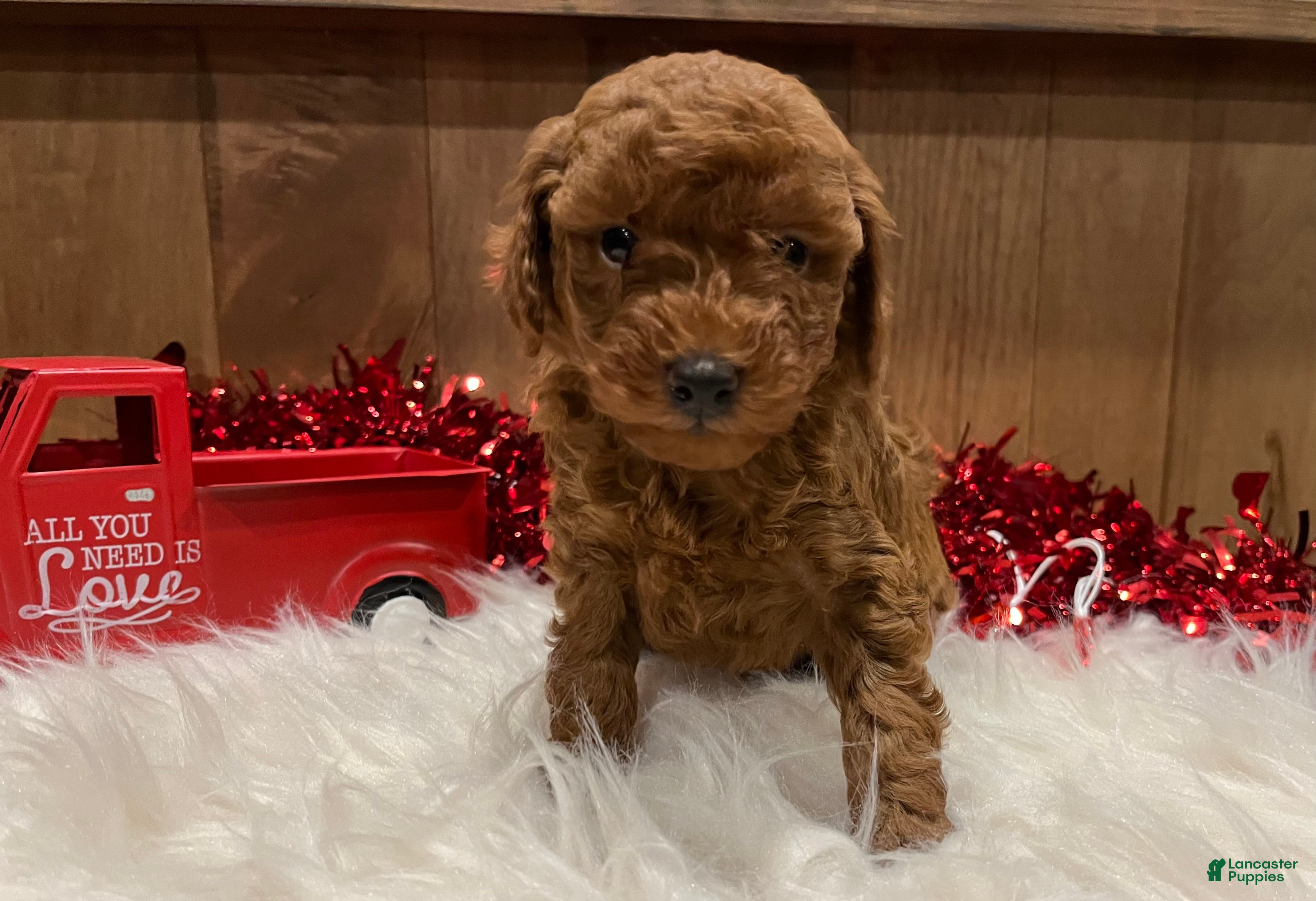 Toy Poodle dogs Toy Poodle Puppy 1 - Ad 2