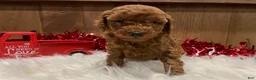 Toy Poodle dogs for sale: Toy Poodle Puppy 1 - Ad 2
