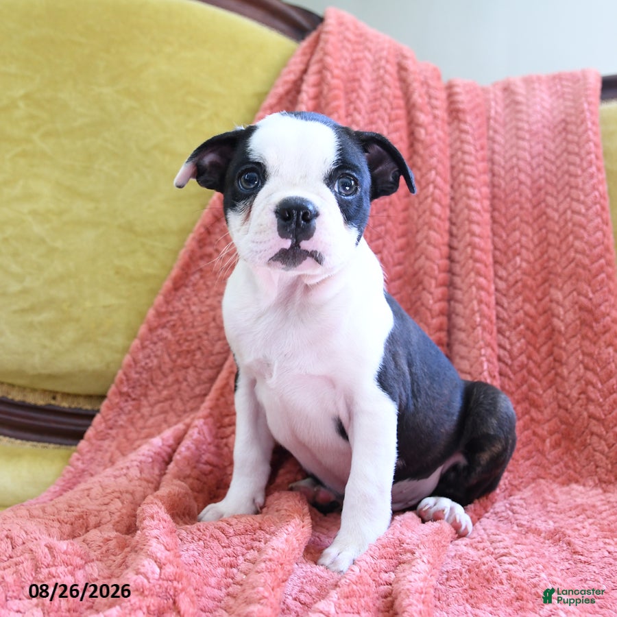 Boston Terrier dogs Ashton - Ad 1