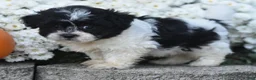 Teddy Bear dogs for sale: Arnellie - Ad 4