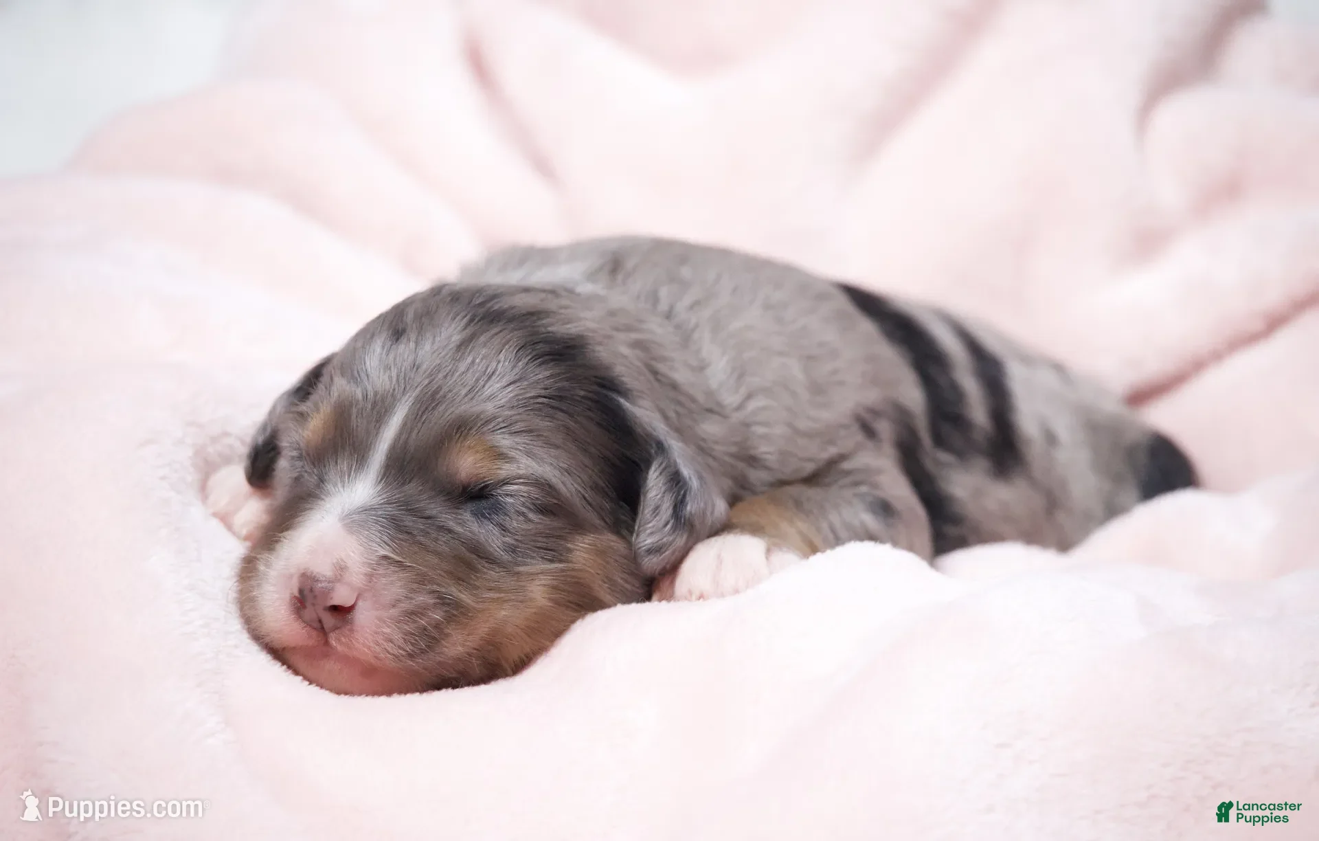 Mini Bernedoodle dogs for sale: Jacqui - Ad 2