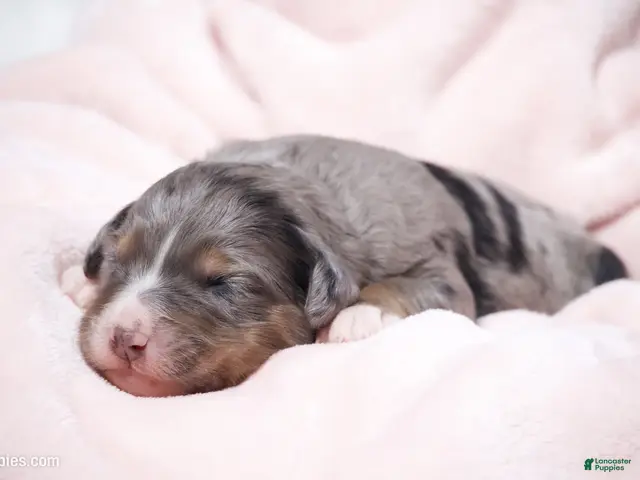 Mini Bernedoodle dogs for sale: Jacqui - Ad 2