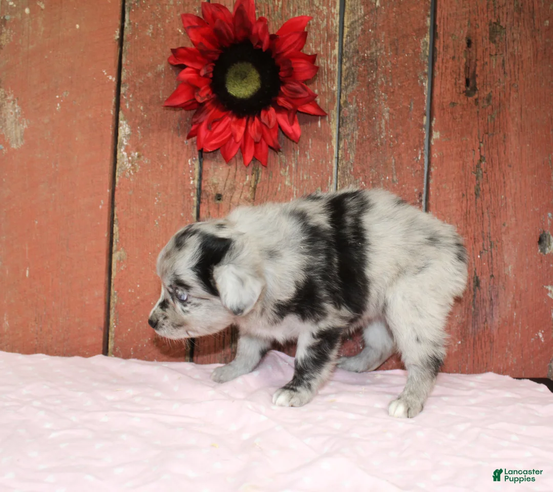 Miniature Australian Shepherd dogs for sale: Miniature Australian Shepherd Puppy 2 - Ad 2