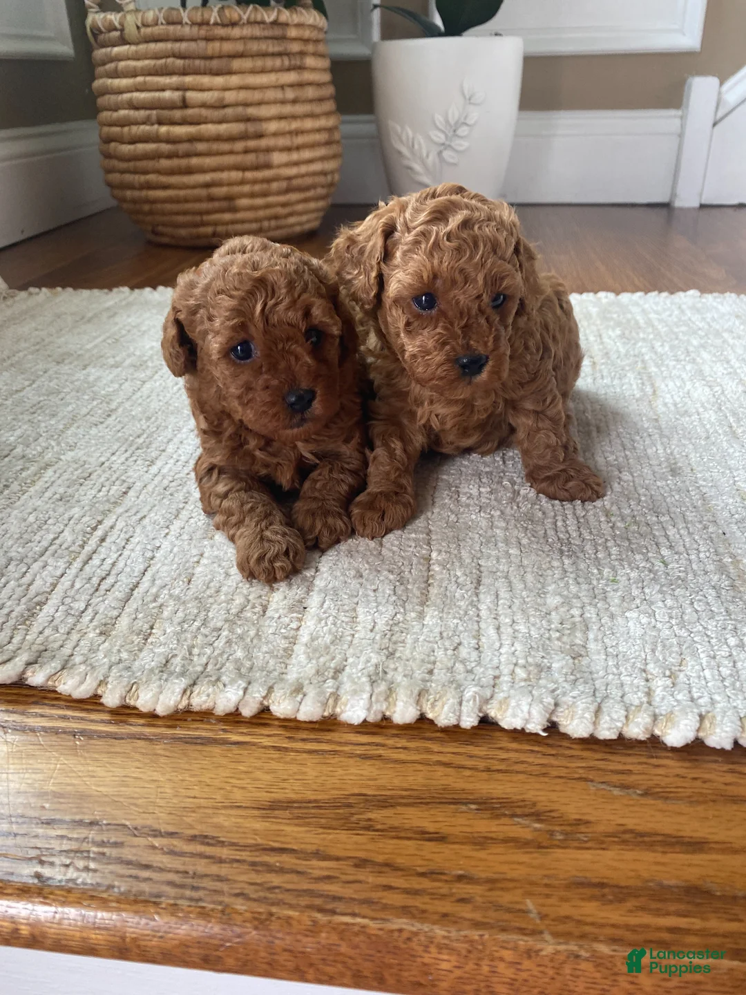 Toy Poodle dogs for sale: Felix - Ad 4