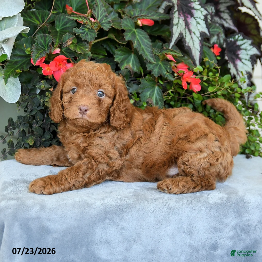 Cavapoo dogs for sale: Zach - Ad 3