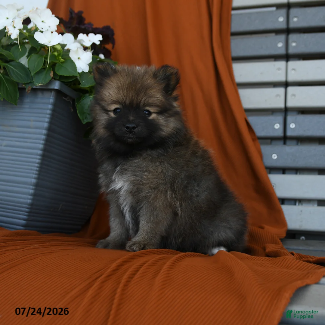 Pomeranian dogs for sale: Snickers - Ad 3