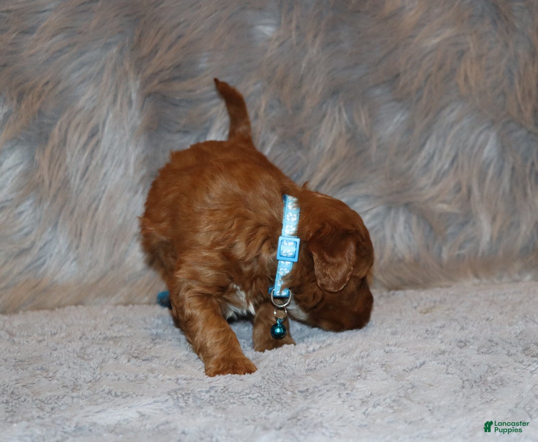 Mini Goldendoodle dogs for sale: Waylon 💙👨‍👨‍👧‍👦💞🐕 - Ad 6