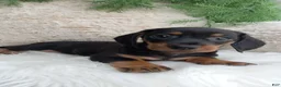 Dachshund dogs for sale: Rocky  - Ad 3