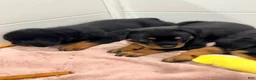 Rottweiler dogs for sale: Rottweiler 2 - Ad 2