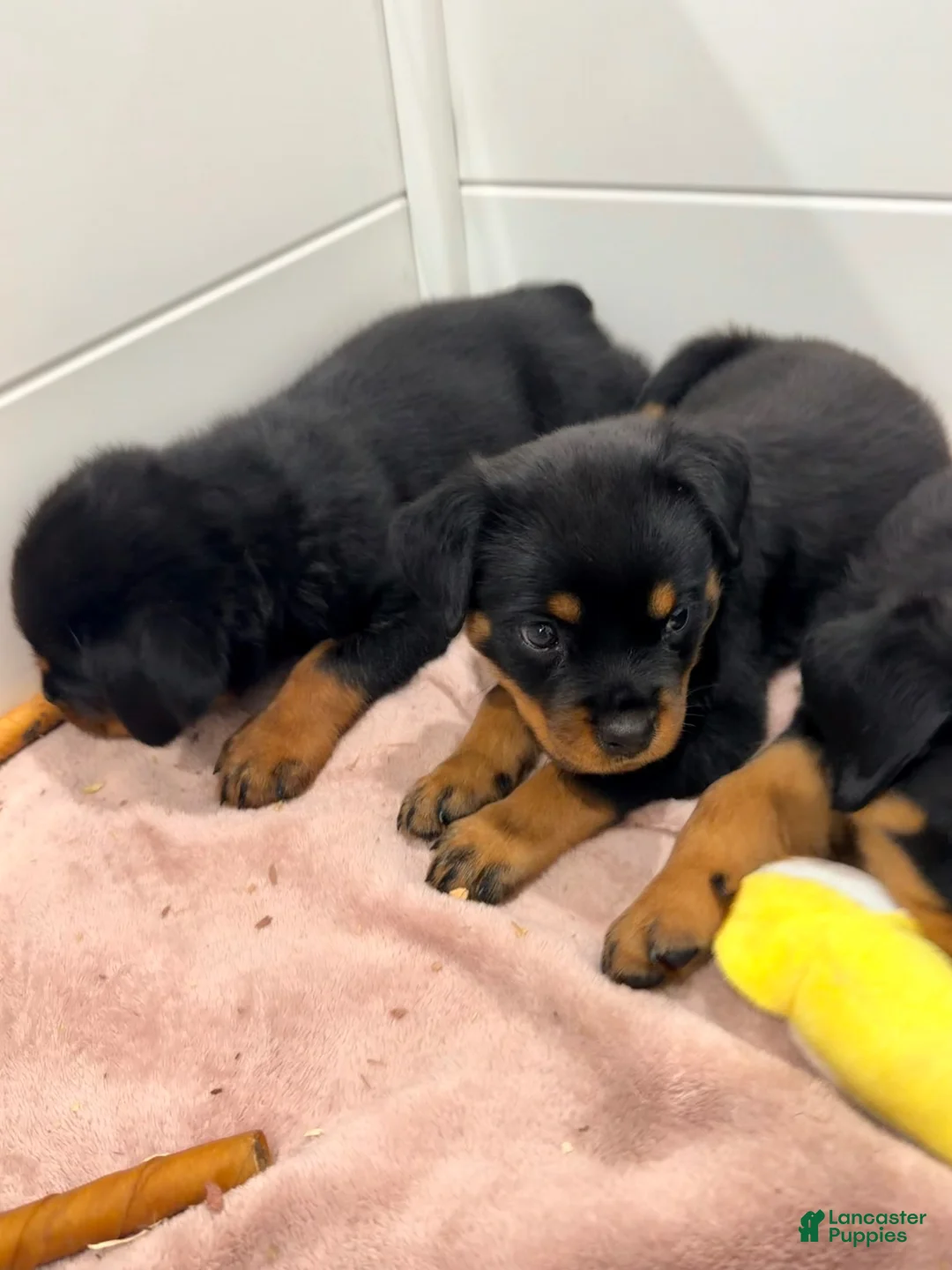 Rottweiler dogs for sale: Rottweiler 2 - Ad 2