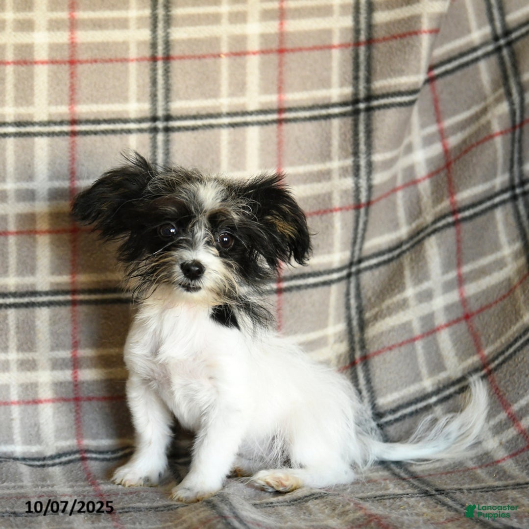 Havanese Haircuts Havamalt Haircut Havanese Maltese Mix Puppies