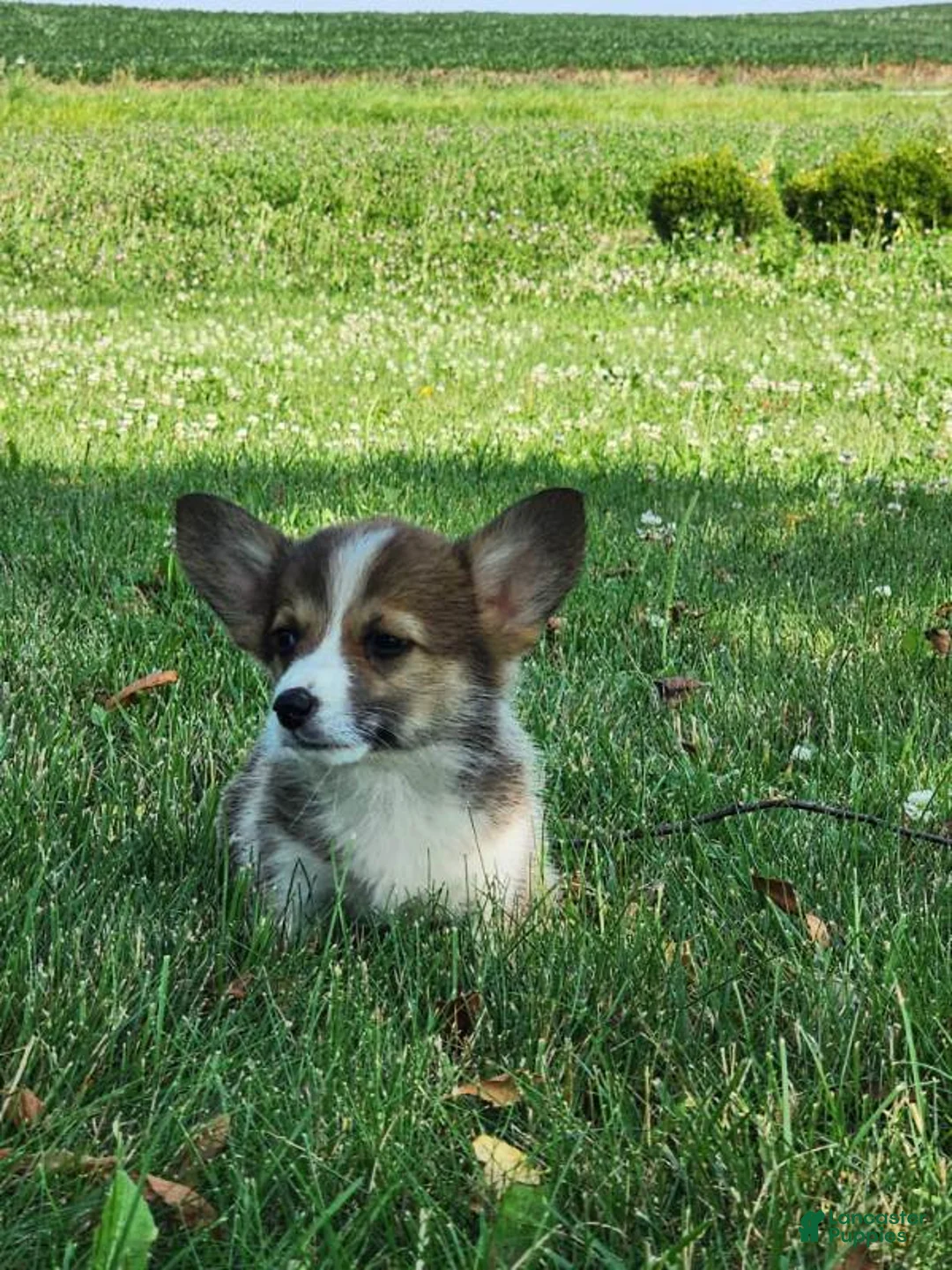 Welsh Corgi Pembroke dogs for sale: Fox - Ad 1