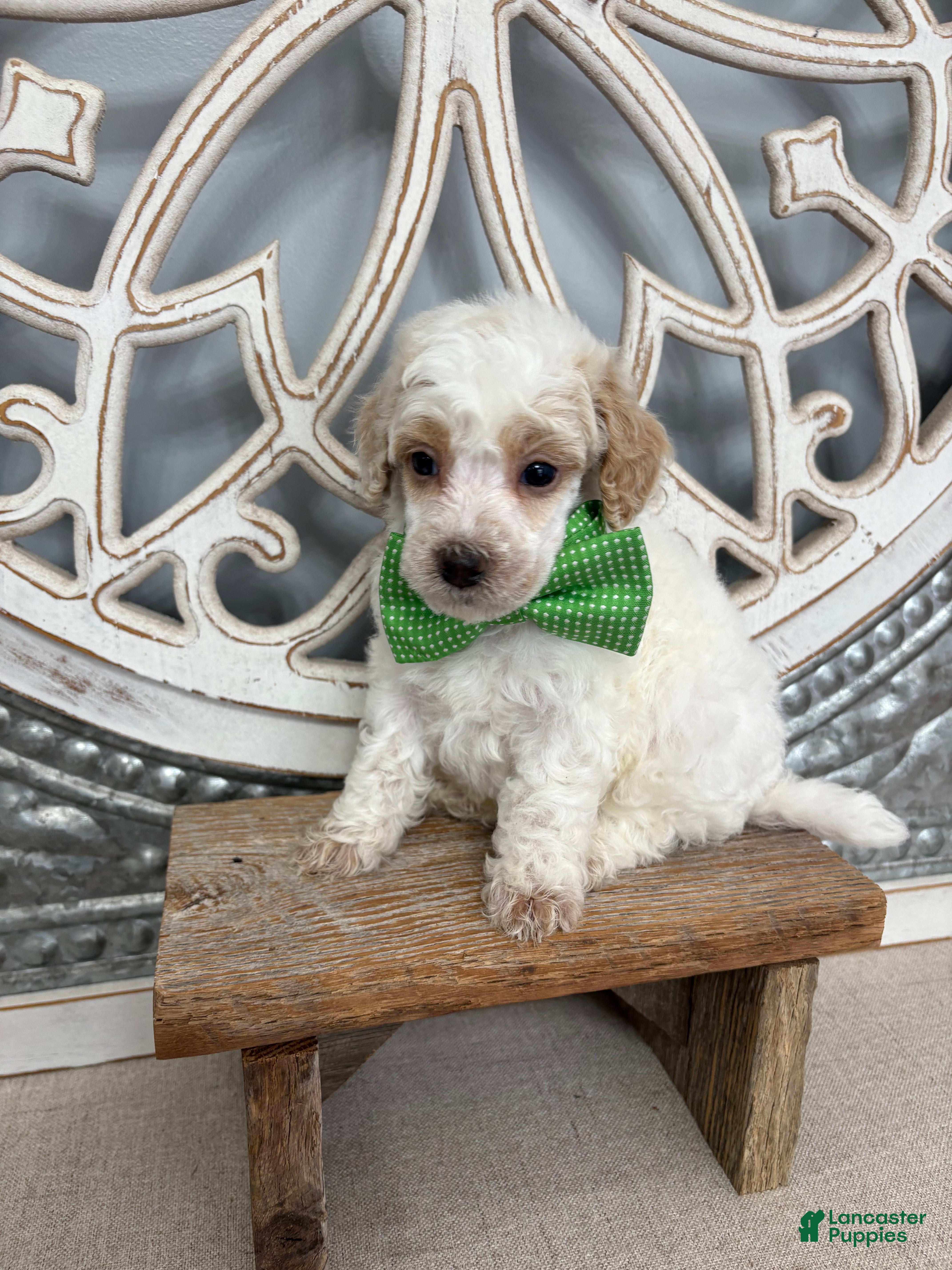 Miniature Poodle dogs Green collar “Fred” - Ad 2