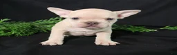 French Bulldog dogs for sale: Lenny - Ad 6